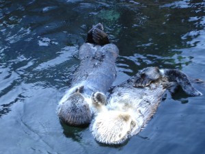 sea otters